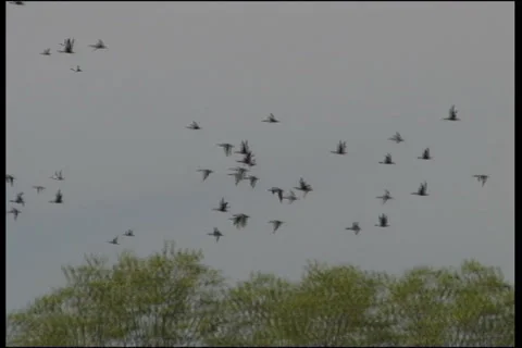 Wild birds 스톡 동영상 983612