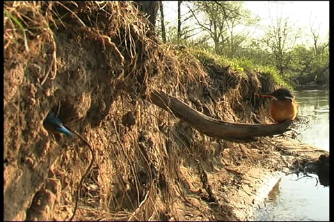 Wild birds 스톡 동영상 984989