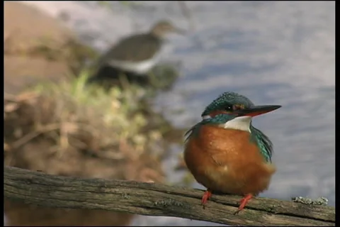 Wild birds Stock Footage 985034