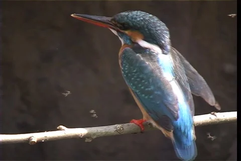 Wild birds 스톡 동영상 985073