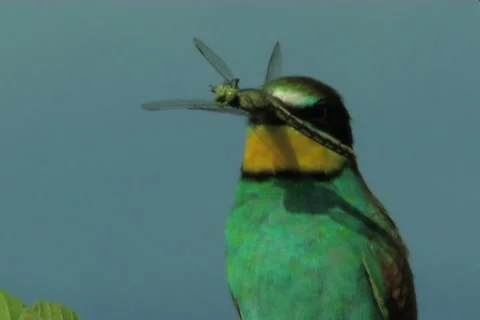 Wild birds Видео 985203