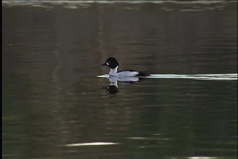 Wild birds Stock Footage 985227