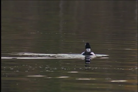 Wild birds Видео 985259