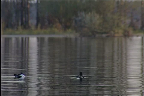 Wild birds Video stock 985300