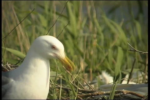 Wild birds Video stock 985327