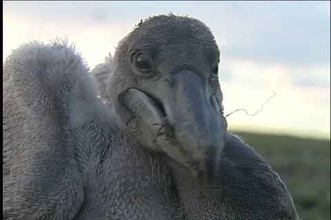 Wild birds Видео 985356