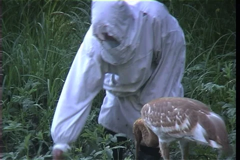 Wild birds Video stock 985394