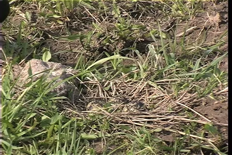 Wild birds Vídeo Stock 985449