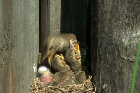 Wild birds 스톡 동영상 985487