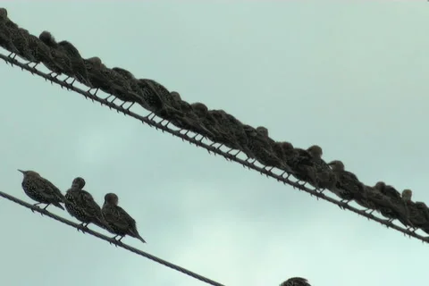 Wild birds 스톡 동영상 985509