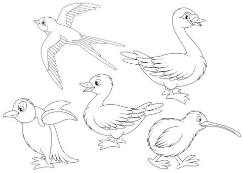 Wild birds Stock Illustration