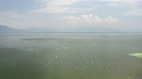 Wild birds at the lake. Stock Footage 135839740