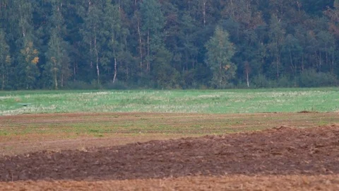 Wild birds migration Stock Footage 80356961