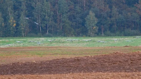 Wild birds migration Stock Footage 80356965