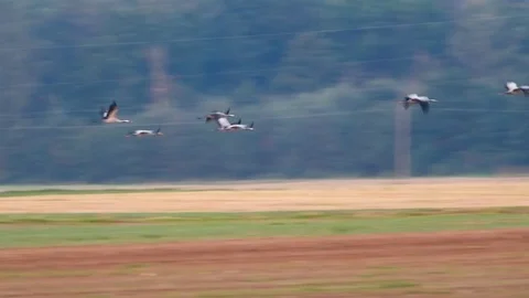 Wild birds migration 動画素材 80356971