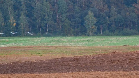 Wild birds migration Stock Footage 80356975