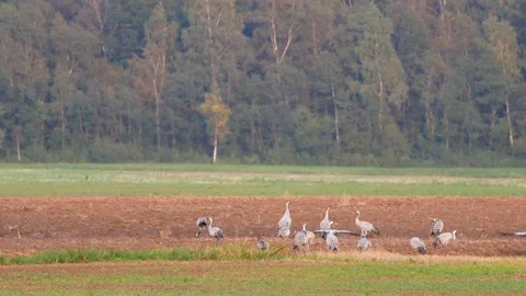 Wild birds migration Stock Footage 80356976