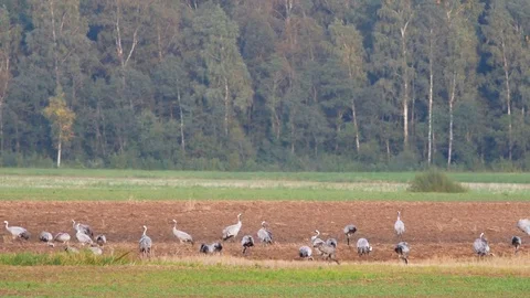 Wild birds migration Stock Footage 80356979