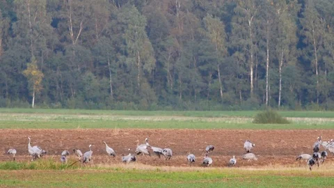 Wild birds migration Stock Footage 80356982