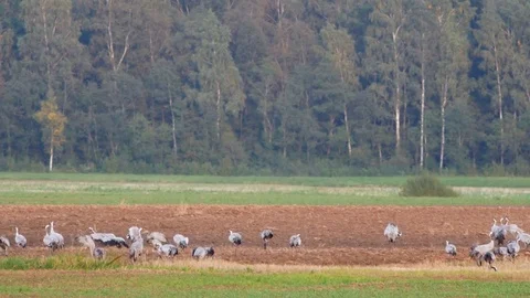 Wild birds migration Stock Footage 80356983