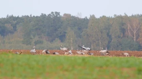 Wild birds migration Stock Footage 80356986