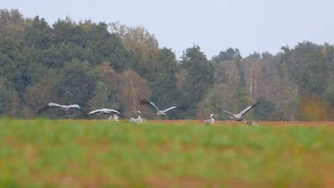 Wild birds migration Stock Footage 80357089