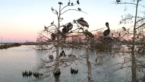 Wild birds perched in barren trees on estuary Stock Footage 101609145