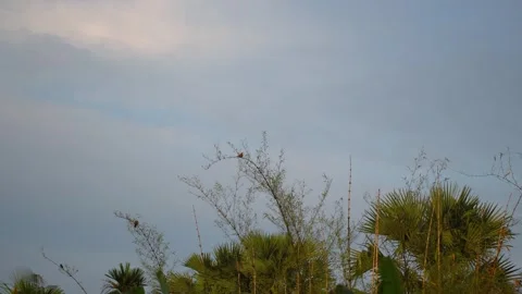 Wild birds perched delicately on the thin branches of a bamboo tree. Video stock 334606363
