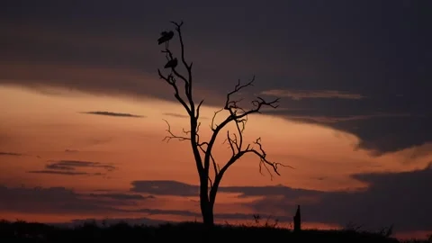 Wild Birds Perched High on a Dead Acacia Tree Against a Vibrant Orange Evening Stock Footage 340550089