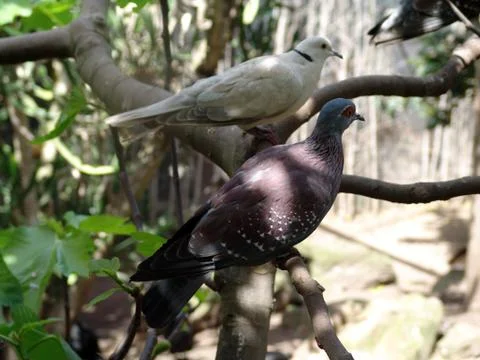 Wild birds Stock-Fotos