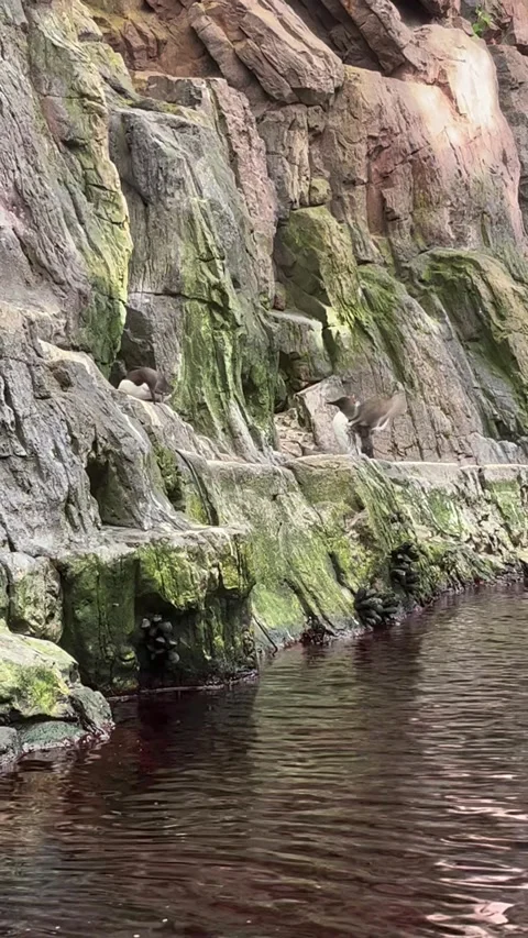 Wild birds rest on the rocks Stock Footage 303424432