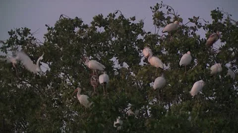 Wild Birds Resting 3 Stockbeeldmateriaal 19051448