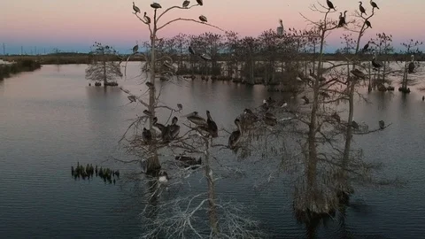 Wild birds resting during a beautiful sunset deep in the Louisiana bayou Stock-Footage 101609262