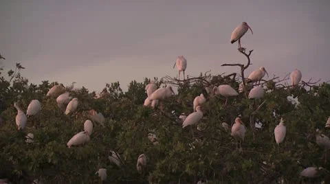Wild Birds Resting Video stock 19051239