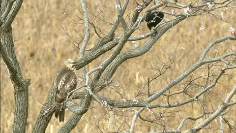 Wild birds resting in a tree before flying away. Stock Footage 145509547