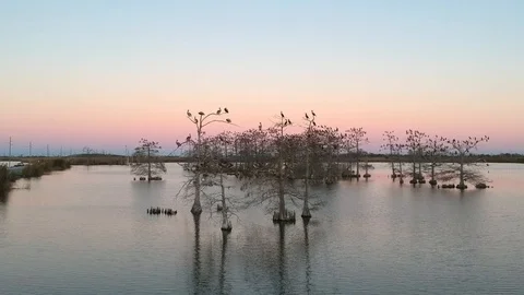 Wild birds resting in trees situated in a calm estuary during a beautiful sunset Stock Footage 101609260
