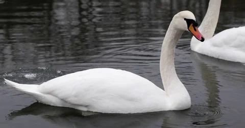 Wild Birds in the River. Ducks and Swans Swim in the River Under the Snow Stock Footage 71268292