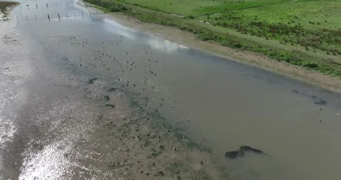 Wild birds in a river Stock Footage 314332857