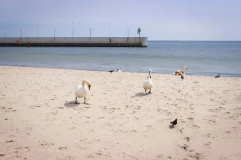 Wild birds on the sandy beach Stock Photos