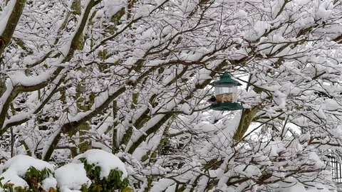 Wild birds in the snow Stock Footage 72261263
