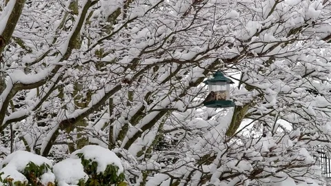 Wild birds in the snow Stock Footage 72261264