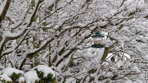 Wild birds in the snow Stock Footage 72261266