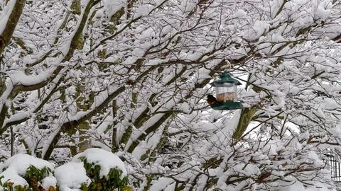 Wild birds in the snow Stock Footage 72261292
