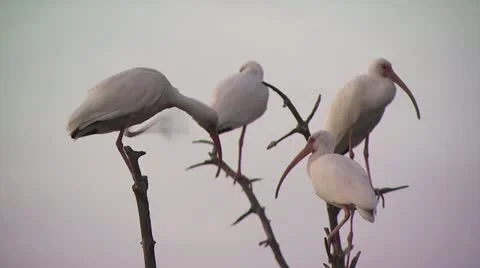 Wild Birds On A Stick 2 Video stock 19051047