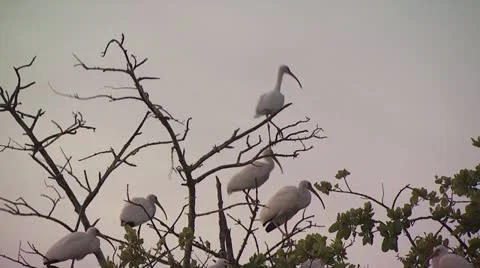 Wild Birds On A Stick 스톡 동영상 19051091