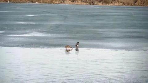 Wild birds swimming in the lake Stock Footage 102111953