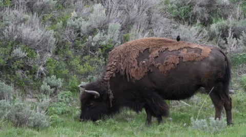 Wild bison with bird on back Stock Footage 25626206