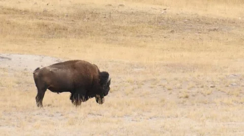Wild Bison / Buffalo in Yellowstone National Park Stock Footage