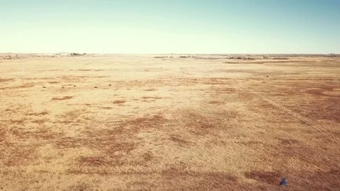 Wild bison in denver 3 库存影片 99019190