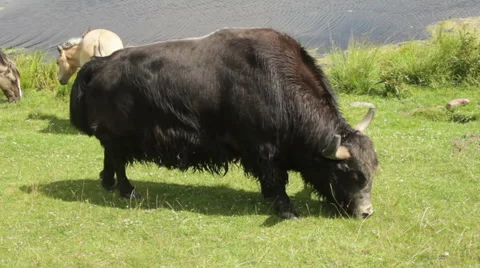 Wild bison eats grass. Stock Footage 53850574